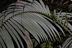 Archontophoenix alexandrae