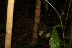Archontophoenix alexandrae