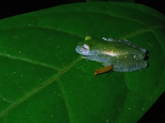 Teratohyla pulverata