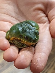 Hyla gratiosa