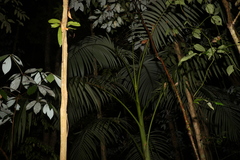 Archontophoenix alexandrae