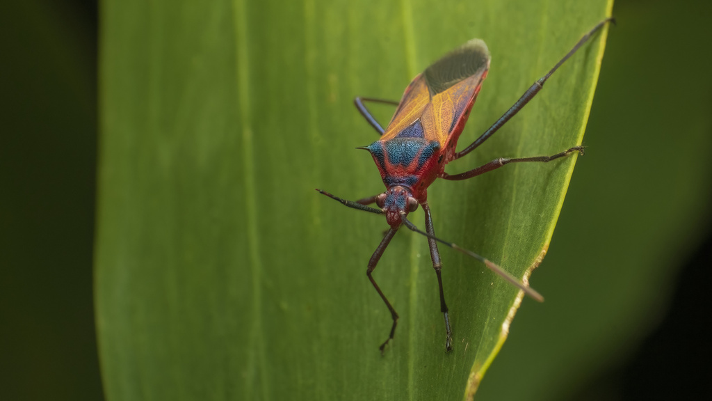 Plinachtus acicularis