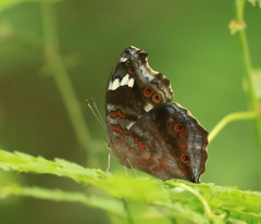 Junonia natalica natalica
