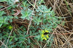 Euphorbia flavicoma
