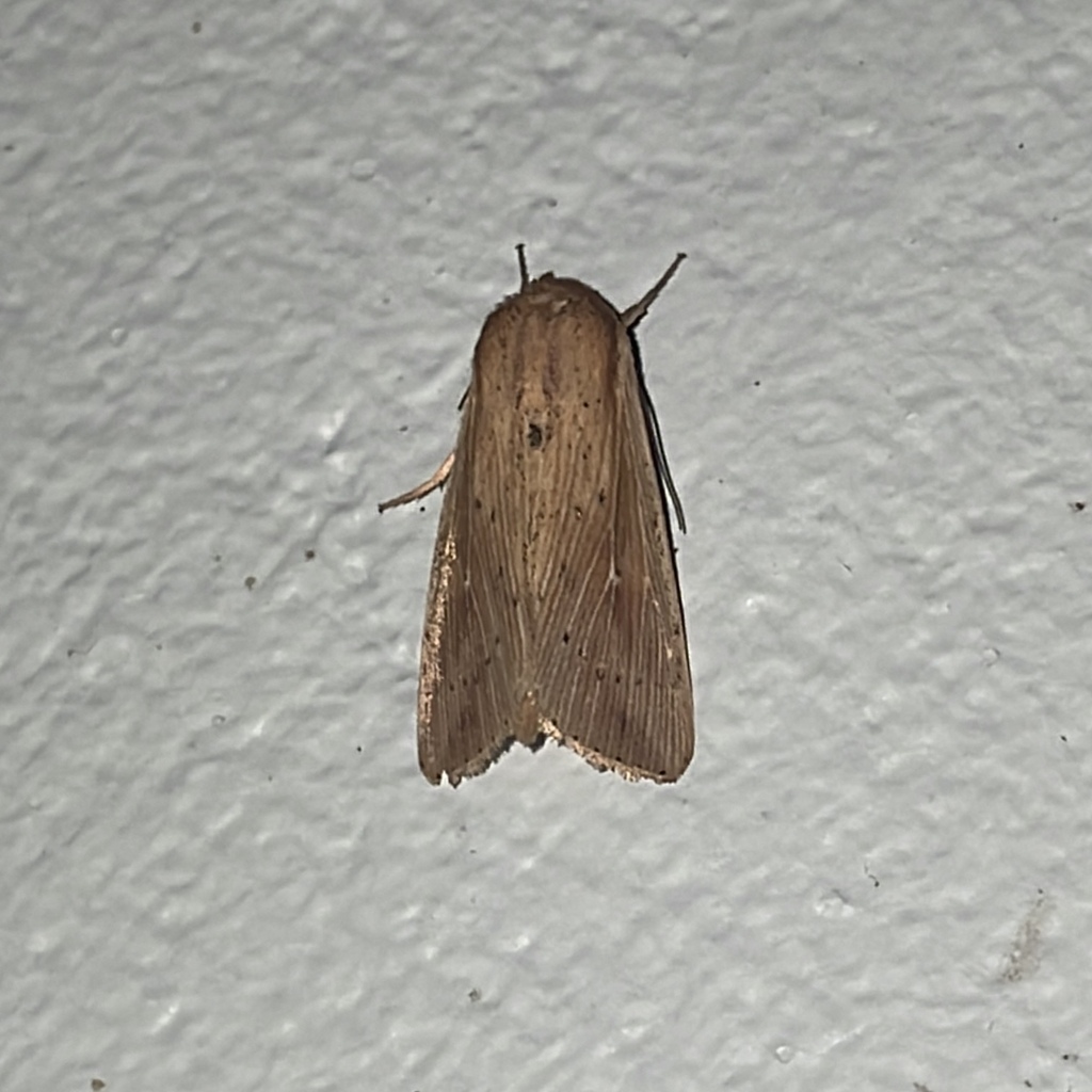Cutworm moth