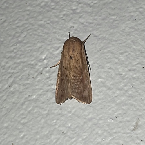 Cutworm moth