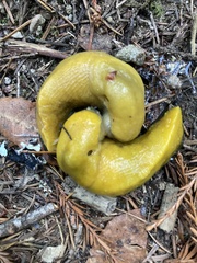 Ariolimax dolichophallus