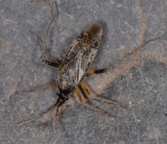 Harpocera thoracica