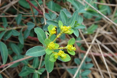 Euphorbia flavicoma
