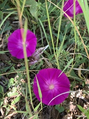 Ipomoea elongata
