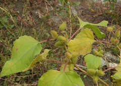 Xanthium orientale