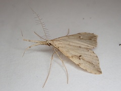 Trigonistis