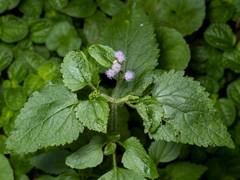 Praxelis clematidea