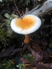 Hygrophoropsis