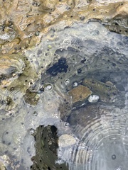 Haliotis cracherodii