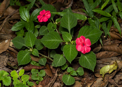 Impatiens walleriana