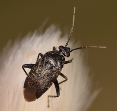 Lepidargyrus ancorifer