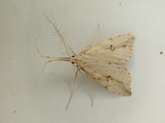 Trigonistis