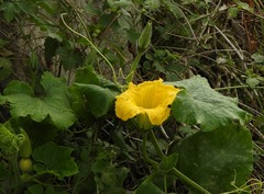 Cucurbita maxima