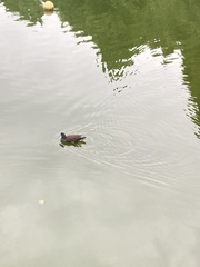 Gallinula chloropus