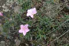 Convolvulus cantabrica