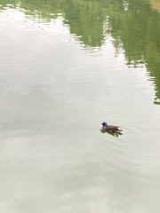 Gallinula chloropus