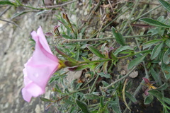 Convolvulus cantabrica