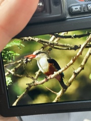 Halcyon leucocephala