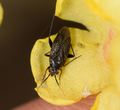 Lepidargyrus ancorifer