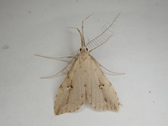 Trigonistis