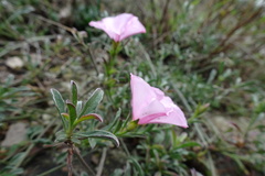 Convolvulus cantabrica