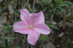 Convolvulus cantabrica