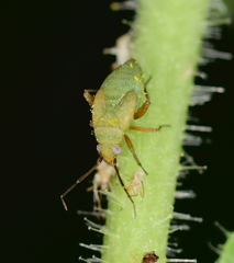 Lepidargyrus ancorifer