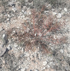 Stillingia texana