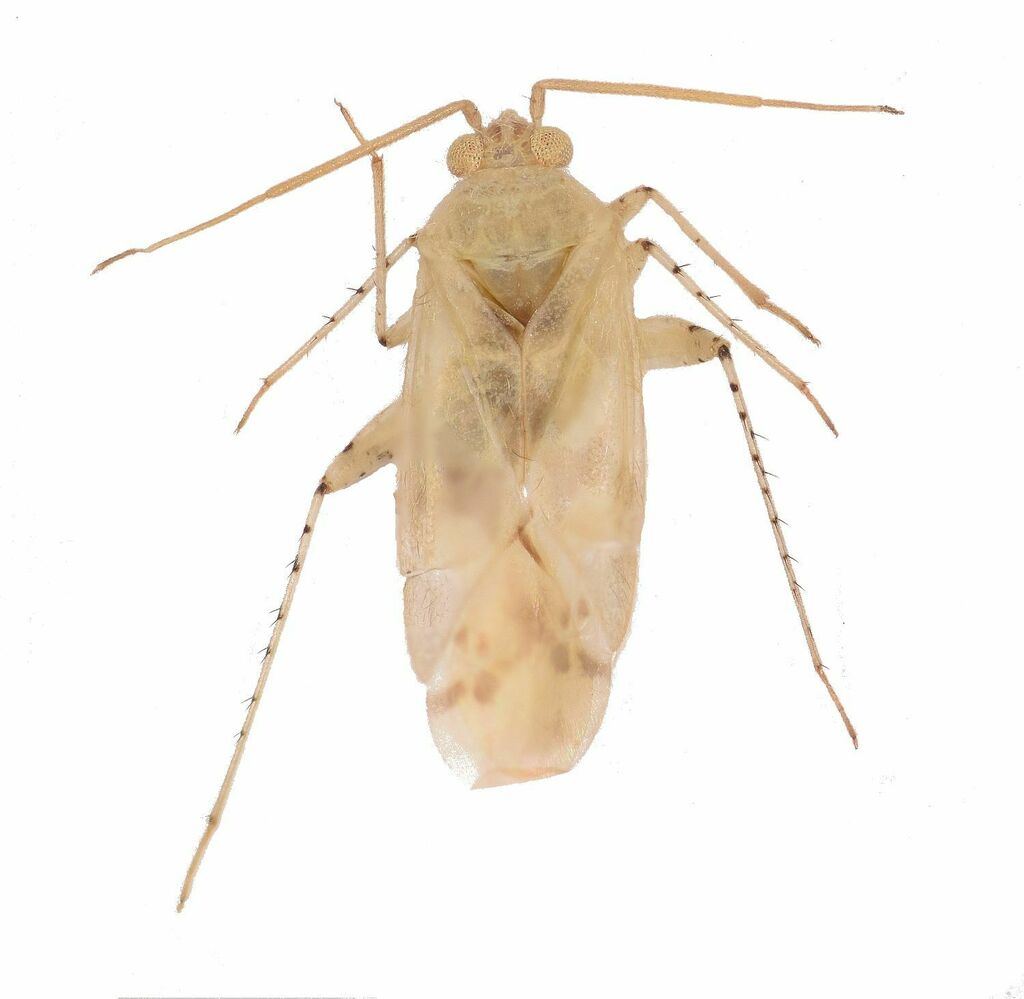 Leucodellus