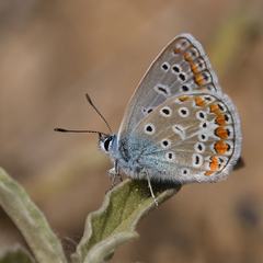 Polyommatus icarus