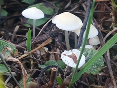 Hemimycena lactea