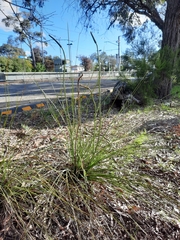 Xanthorrhoea minor lutea