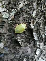 Chlorocoris distinctus