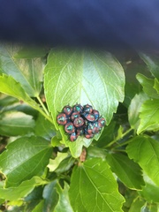 Tectocoris diophthalmus