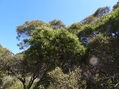 Melaleuca preissii