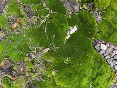 Bryopsida