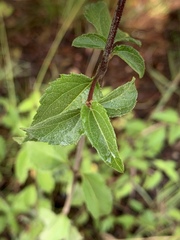 Stevia ovata