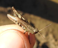 Chorthippus macrocerus