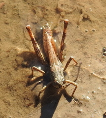 Chorthippus macrocerus