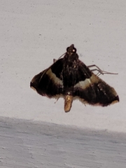 Endotricha mesenterialis