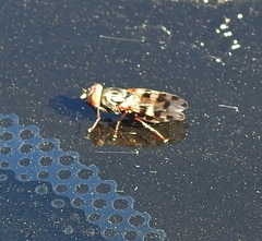 Ulidiidae