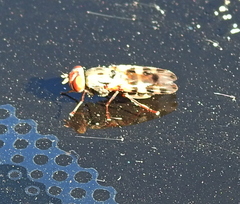 Ulidiidae
