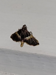 Endotricha mesenterialis