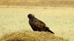Buteo hemilasius